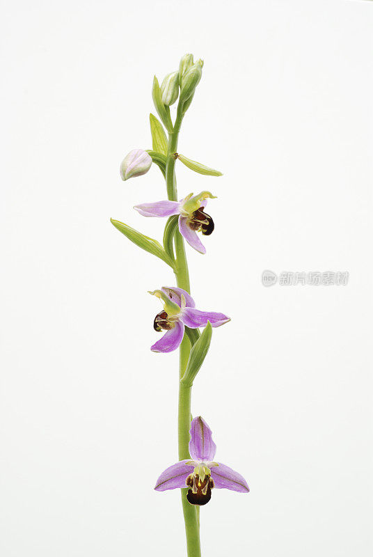 蜂兰(Ophrys apifera)多年生花，孤立在白色上